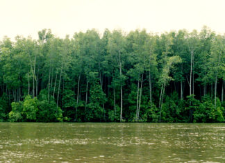 Pusztulnak a mangroveerdők