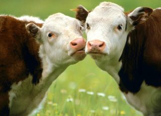 A húsipar melegíti a Földet?