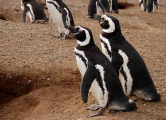 AZ ÁLLATVÉDELEM ÚJ SZINTRE LÉP MAGYARORSZÁGON: MÁSFÉL MILLIÁRD FORINTTAL TÁMOGATJA A KORMÁNY