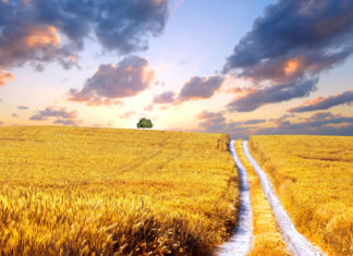 Fellendülhet a területalapú támogatások előfinanszírozása