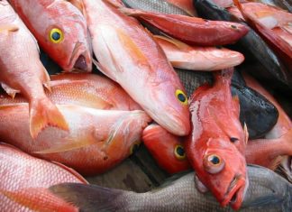 Gyógyszerek miatt nőiesednek a halak