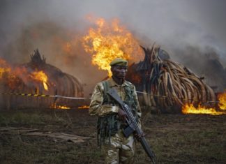 100 tonna elefántcsontot égettek el Kenyában
