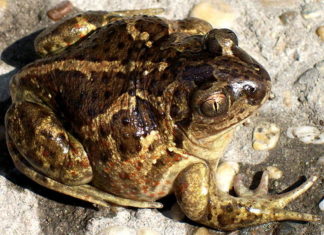 Békamentés a tavaszi feladat