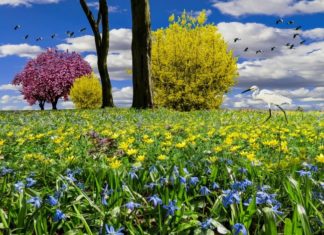 Ljubljanában rétekké varázsolják a parkokat