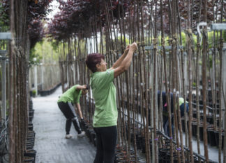 Településfásítási program indul