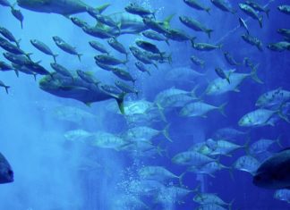 Válságos állapotban vannak a tengerek