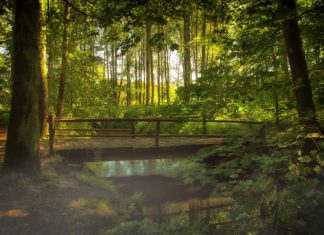 Az Alkotmánybíróság a természetért
