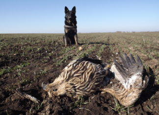 Egy éve történt Turán minden idők legnagyobb szándékos madármérgezése – az elkövetőt még mindig keresik