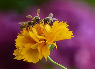 Több mint 42 millió euró támogatásban részesül a méhészeti ágazat