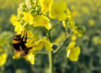 Figyelmeztetés! Mászkáló méhek