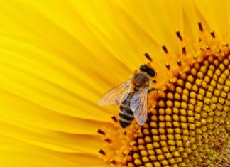 Itassuk a méheket!
