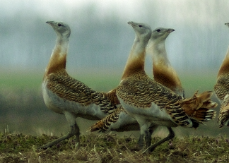 Túzok és légvezetékek