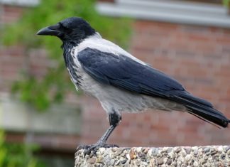 Június közepéig számíthatunk a településeken embereket ijesztgető varjú esetekre