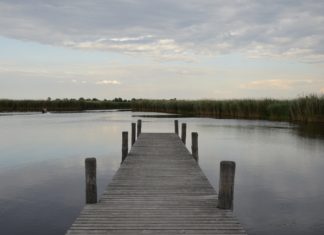 Fecskék mentésére adta a fejét Udvaros Dorottya és a Greenpeace a Fertő tavon