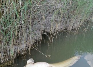 Halhullás a Velencei tavon