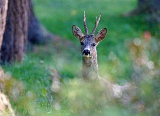 Megkezdődött az üzekedés, vagyis őzek az utakon!