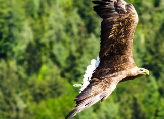 Világrekorddal zárulhat a parlagi sasok idei költési szezonja