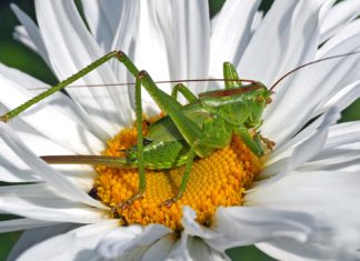 Legyél Te is Bolygómentő!