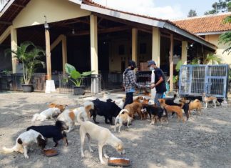 Indonézia állatbarátai segítenek a koronavírus által hátrahagyott háziállatoknak