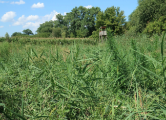 Soha nem látott méretű ragadozómadár-mérgezés egy turai vadásztársaság működési területén!