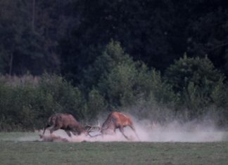 Szarvasbőgés kezdete miatt erdőlátogatási korlátozások lépnek életbe Gemencen