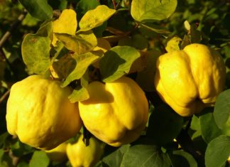 A „Nagykunsági birspálinka” is uniós oltalomban részesült