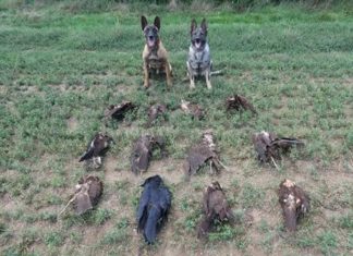 Tovább nőtt az áldozatok és a felderített helyszínek száma a turai tömeges mérgezésnél, a természetvédelmi kár meghaladja a hat és fél millió forintot!