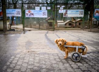 Közös felelősségünk az állatok megóvása és az élővilág védelme
