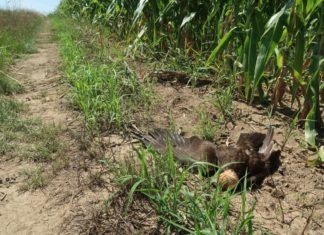 Megjöttek a turai tömeges mérgezés első laboreredményei
