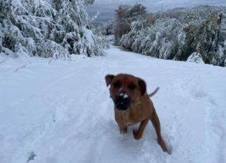 Hójelentés Bánkútról