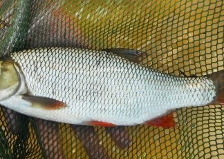 Kíváncsi idén melyik hal lesz az Év hala?