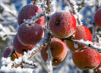 Már lehet pályázni a fagykár elleni gépek beszerzésére