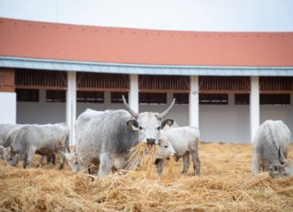 Átadták a Körös-Maros Nemzeti Park Igazgatóság Kőmagtári Tábla Állattartótelepét