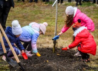 Dormándon fákat ültettek a Településfásítási Program keretében