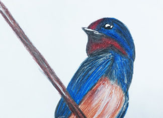 Különleges telefontok segíti a fecskék védelmét