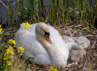 Mintegy 600 millió fészkelő madárral lett kevesebb az Európai Unióban 1980 óta