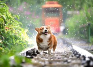 Újabb siker az állatvédelemben: elkészült Magyarország régóta várt „kóbor állat rendelete”