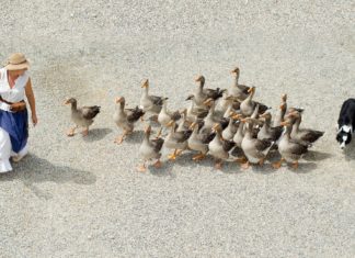 Közel rekordnagyságú kifizetés történik a baromfi állatjóléti támogatásoknál
