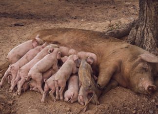 Decemberben közel 5,7 milliárd forint állatjóléti támogatás érkezik a sertéstartókhoz