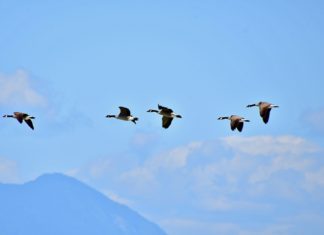 Országos vadlúdszinkron eredmények