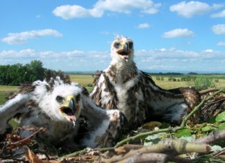 19. Országos Sasszinkron