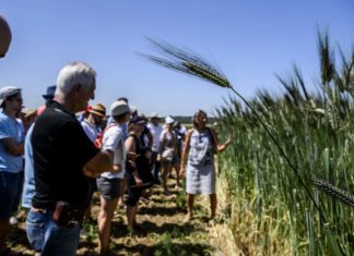 Ősgabona lisztekkel rukkolt elő hazánk legnagyobb ökogazdálkodási kutatóintézete