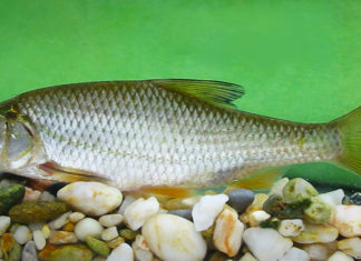 A 2022-es év hala a bodorka