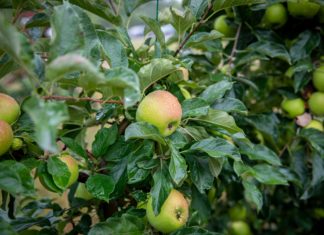 Ismét elérhető lesz az ültetvénytelepítési támogatás