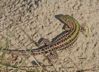 2022 év hüllője – a homoki gyík