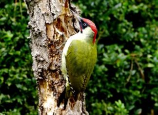 2022 év madara – a zöld küllő