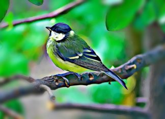 Mit tehetünk a postaládánkba költöző széncinegék ügyében?