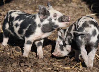 Fokozott hatósági fellépéssel is védi a magyar fogyasztókat és sertéstartókat az Agrárminisztérium