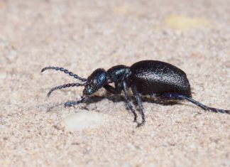 Egy műkedvelő természetfotós mindennapjai…