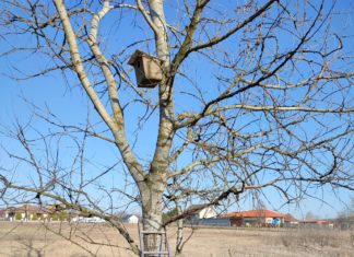 Egy ifjú ornitológus naplójából…